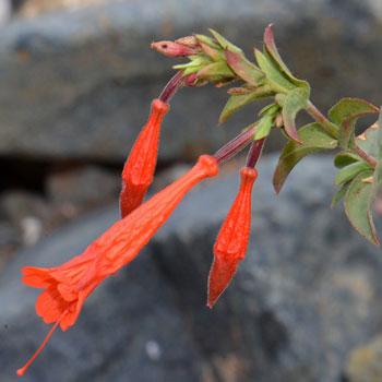 Epilobium canum, Hummingbird Trumpet